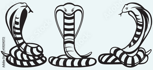 Silhouette of a cobra isolated on blue background