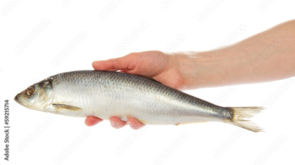 Salty herring in the female hand Salty herring in the female hand