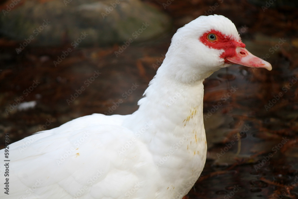 duck on lake duck on lake