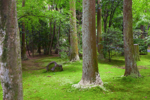 Old trees with lichen and moss photo