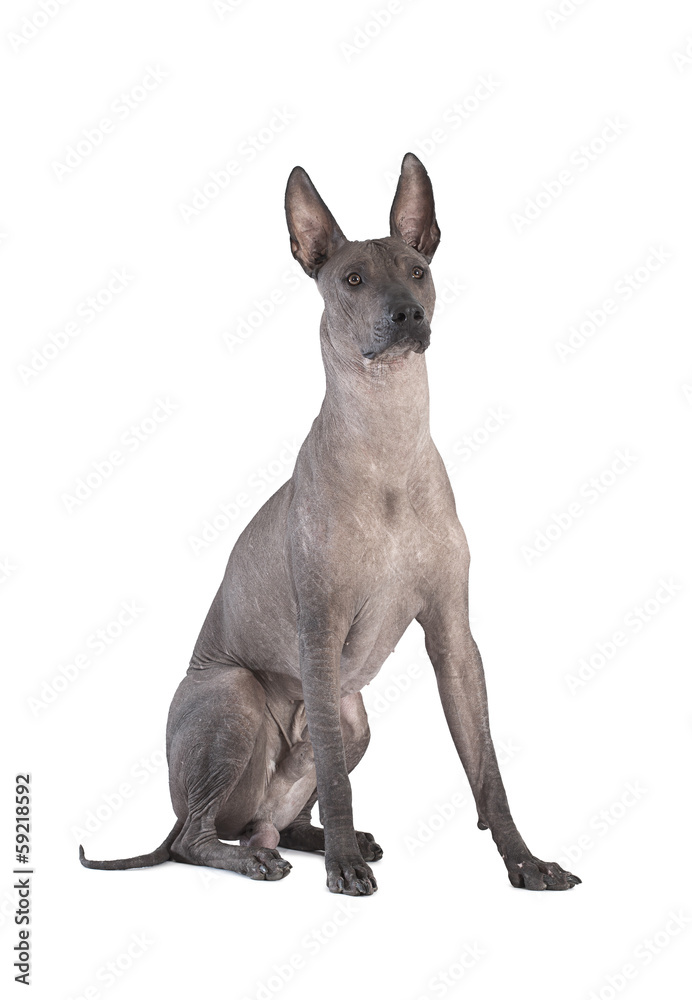 Xoloitzcuintle dog sitting against white background