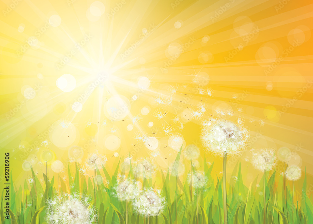 Fototapeta premium Vector of spring background with white dandelions.