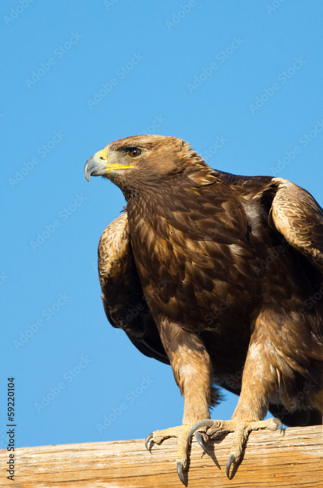 Golden eagle sitting on a perch , Oregon Golden eagle sitting on a perch , Oregon