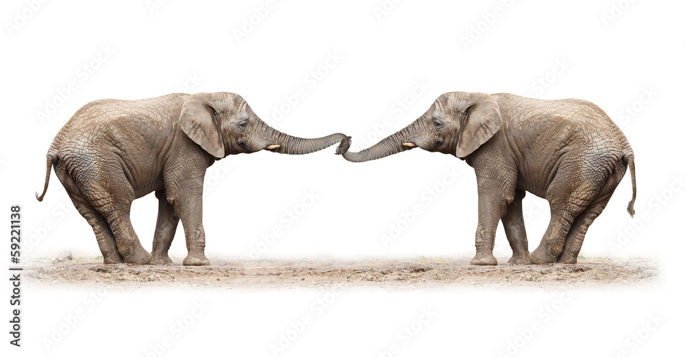 Obraz premium African elephants playing on a white background.