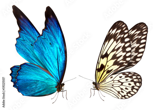 butterfly macro background