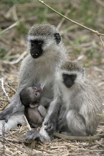 Vervet or Green monkey, Chlorocebus pygerythrus