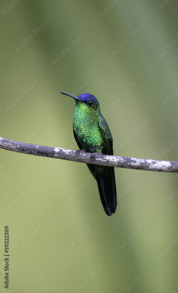 Fototapeta premium Violet-capped woodnympth, Thalurania glaucopis