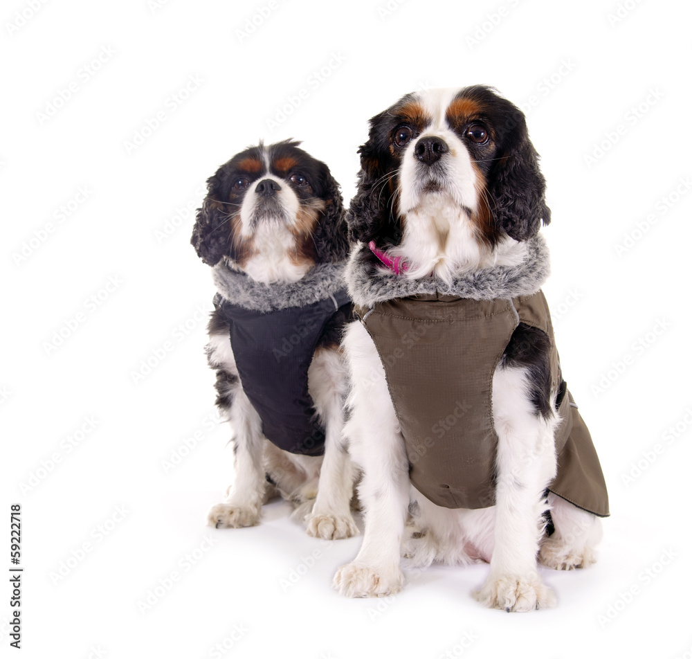 Zwei Cavalier King Charles Spaniel im Wintermantel Zwei Cavalier King Charles Spaniel im Wintermantel