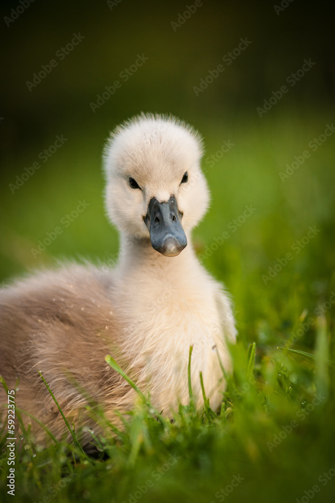 swan swan