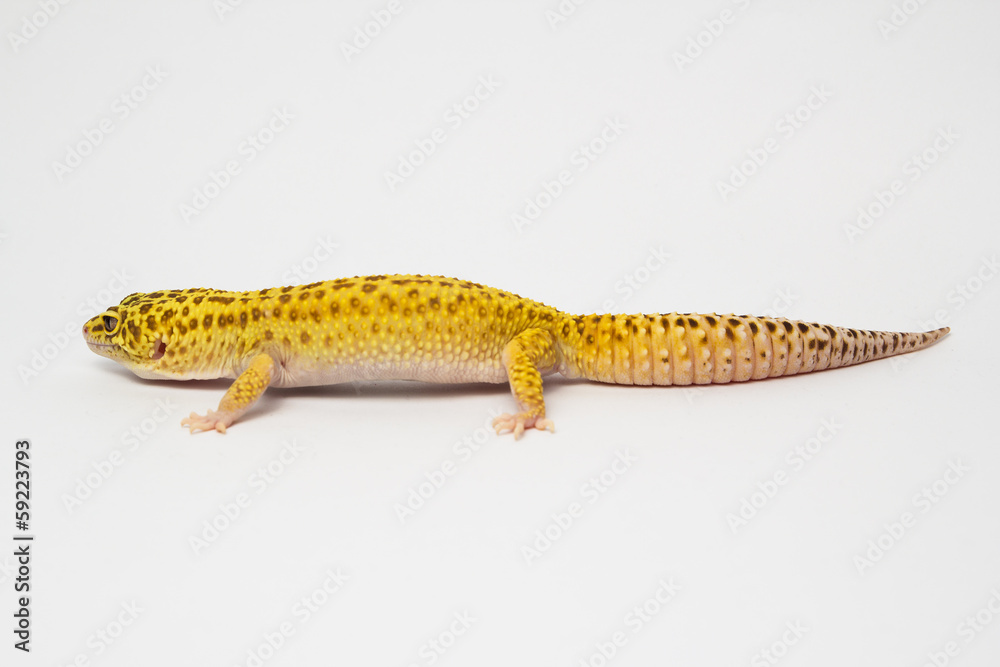 Obraz premium Leopardgecko Eublepharis macularius