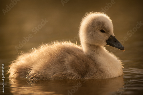 young swan © jurra8