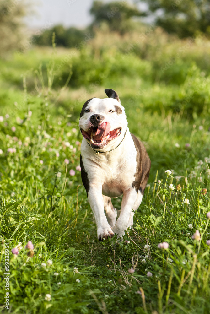 Running American Staffordshire Terrier