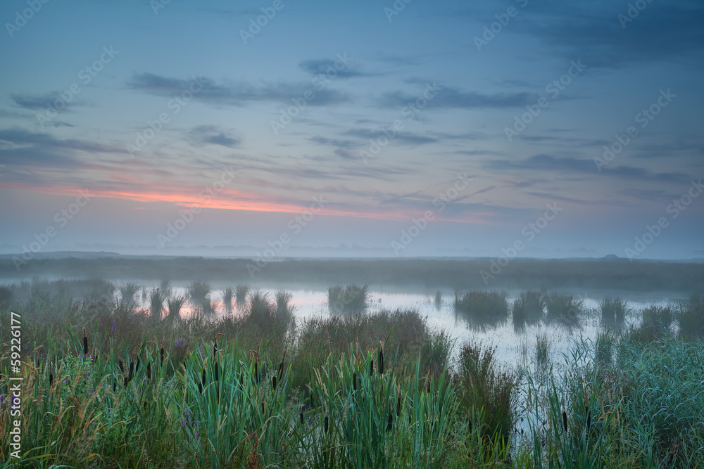 summer misty sunrise over bog summer misty sunrise over bog