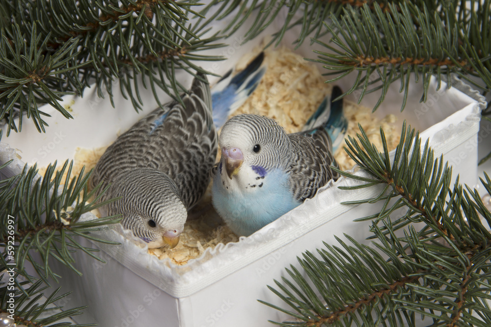 Naklejka premium Christmas gift, two small bird