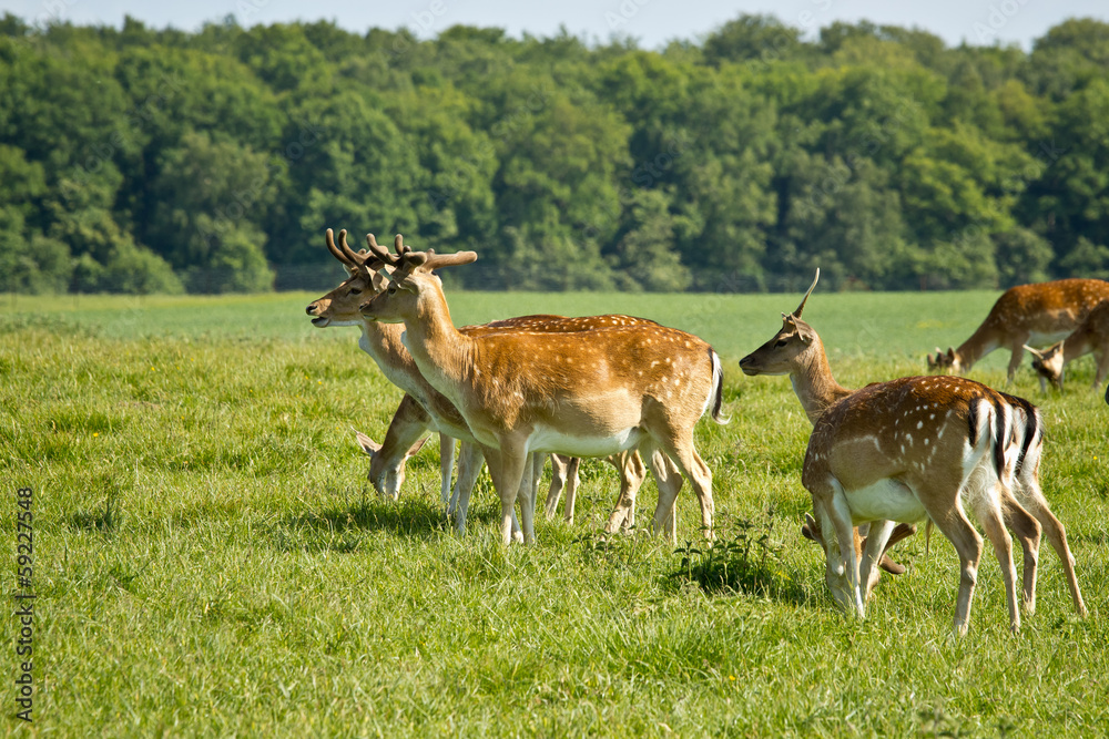deer herd in Dyrehave park near Copenhagen deer herd in Dyrehave park near Copenhagen