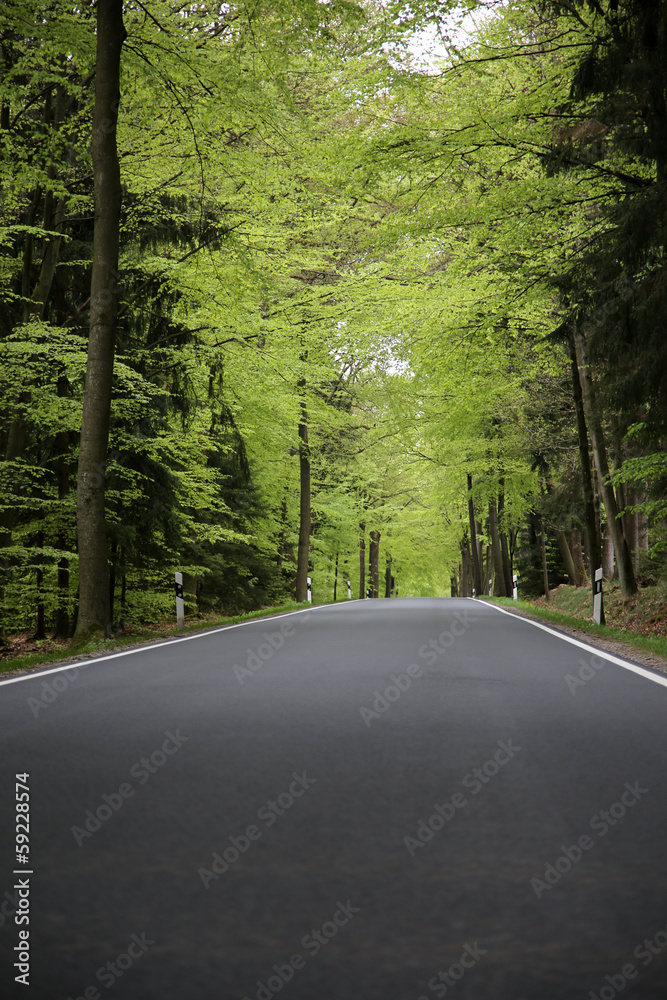 Obraz premium Weiter Horizont und Blätterdach mit leerer Straße, Asphalt