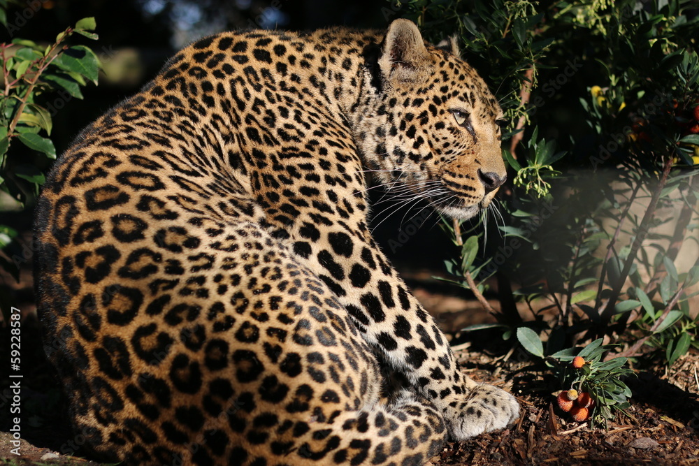 panthère, panther panthère, panther