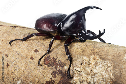 fighting beetle (rhinoceros beetle) © wonderisland