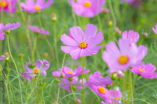 cosmos flower