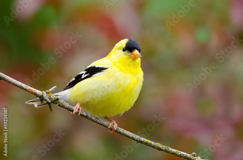 Fototapet American Goldfinch