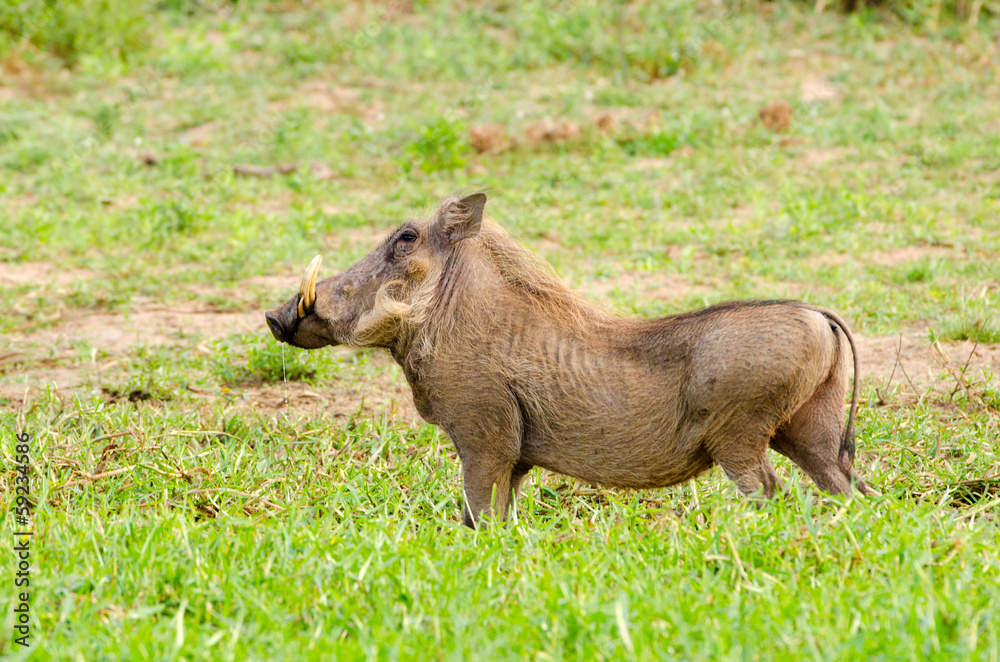 Warthog drinking water,Kruger National Park, South Africa Warthog drinking water,Kruger National Park, South Africa