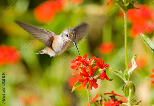 Rufous Hummingbird feeding on Maltese Cross flowers