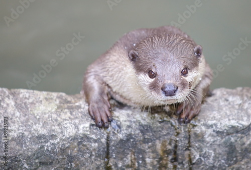 European Otter (Lutra lutra)