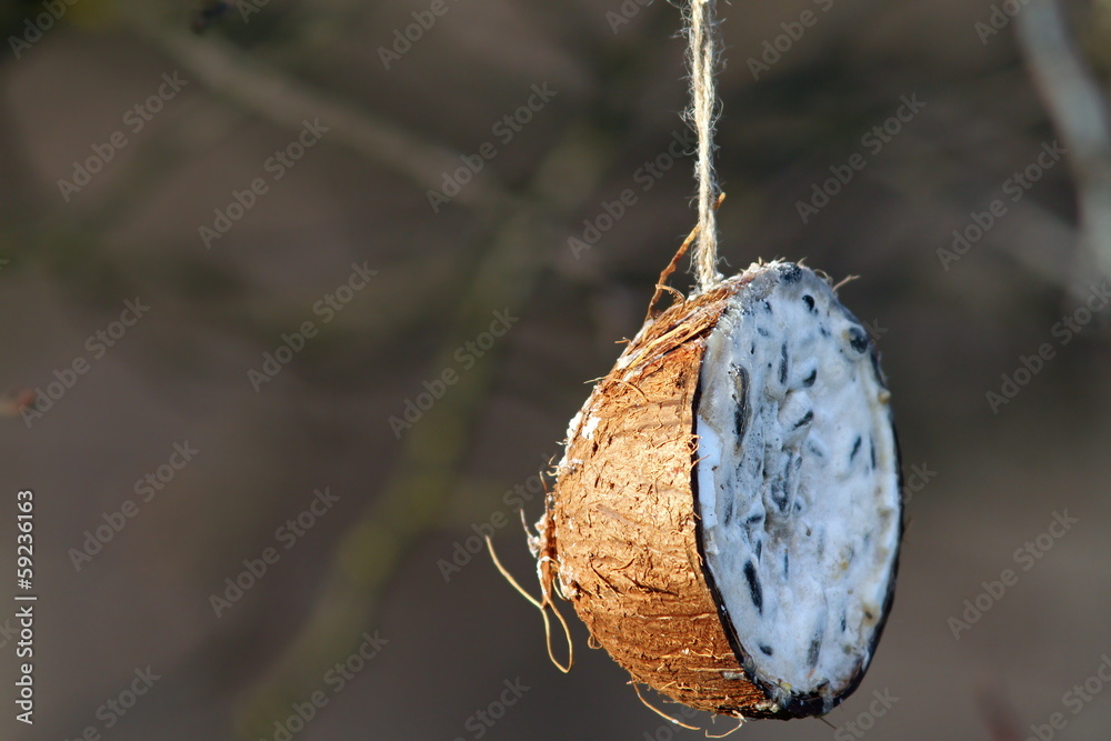 Obraz premium coconut feeder for garden birds