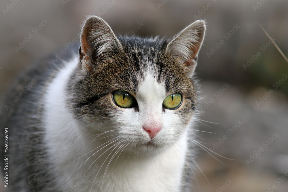 curious looking cat portrait
