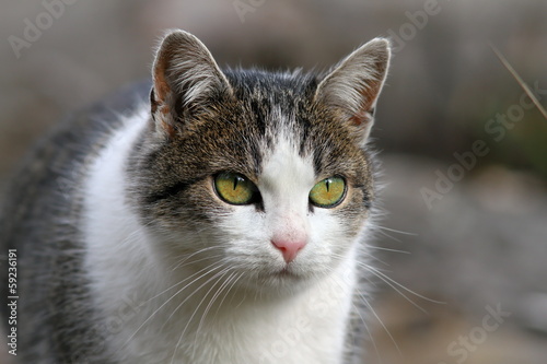 curious looking cat portrait © taviphoto