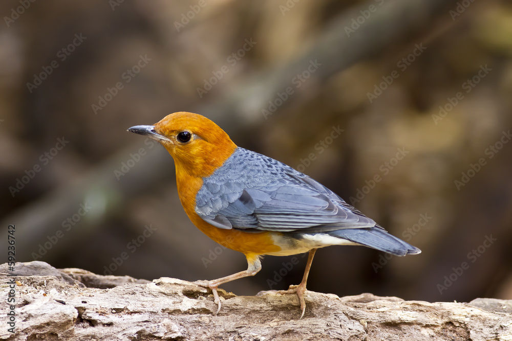 Fototapeta premium Orange-headed Thrush,Bird of Thailand