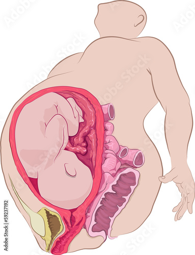 Pregnant Anatomy