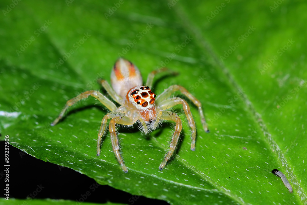Jumping spider on the tree Jumping spider on the tree