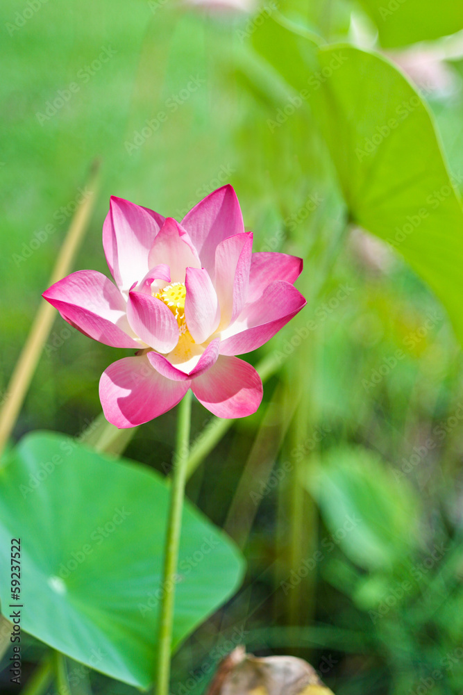 lotus bud.