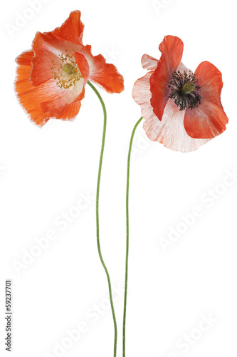 Fototapeta Naklejka Na Ścianę i Meble -  poppy
