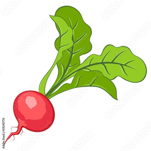 Radish