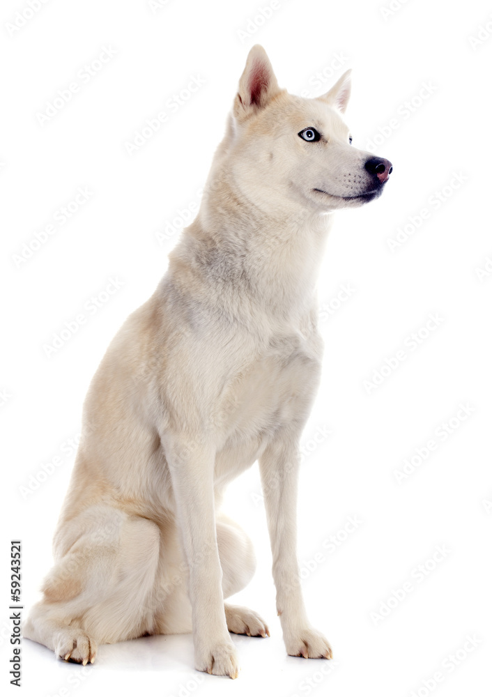 siberian husky siberian husky