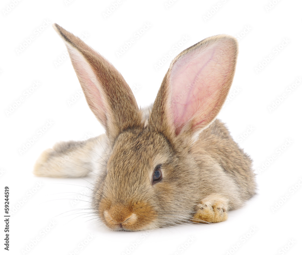 Obraz premium Rabbit