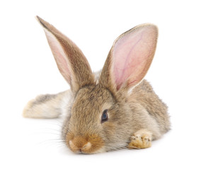 Rabbit