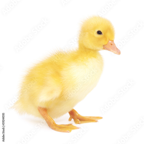 one duckling