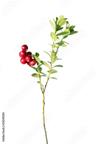 Cowberry plant isolated on white