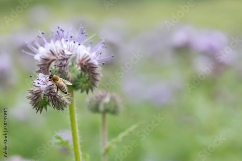 Biene an Büschelschön / bee on lacy phacelia