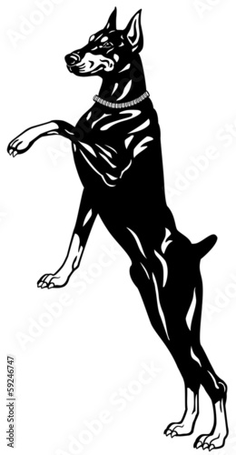 doberman black white