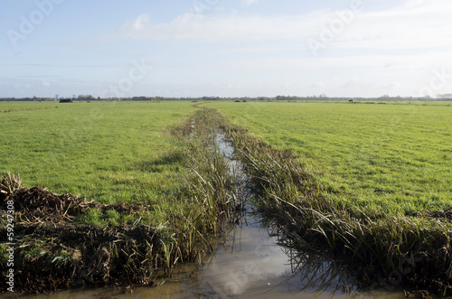 Ditch between the pastures in Eemdijk, Netherlands. photo