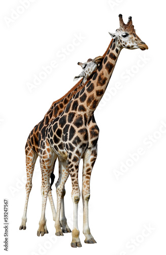 loving giraffes isolated on white background