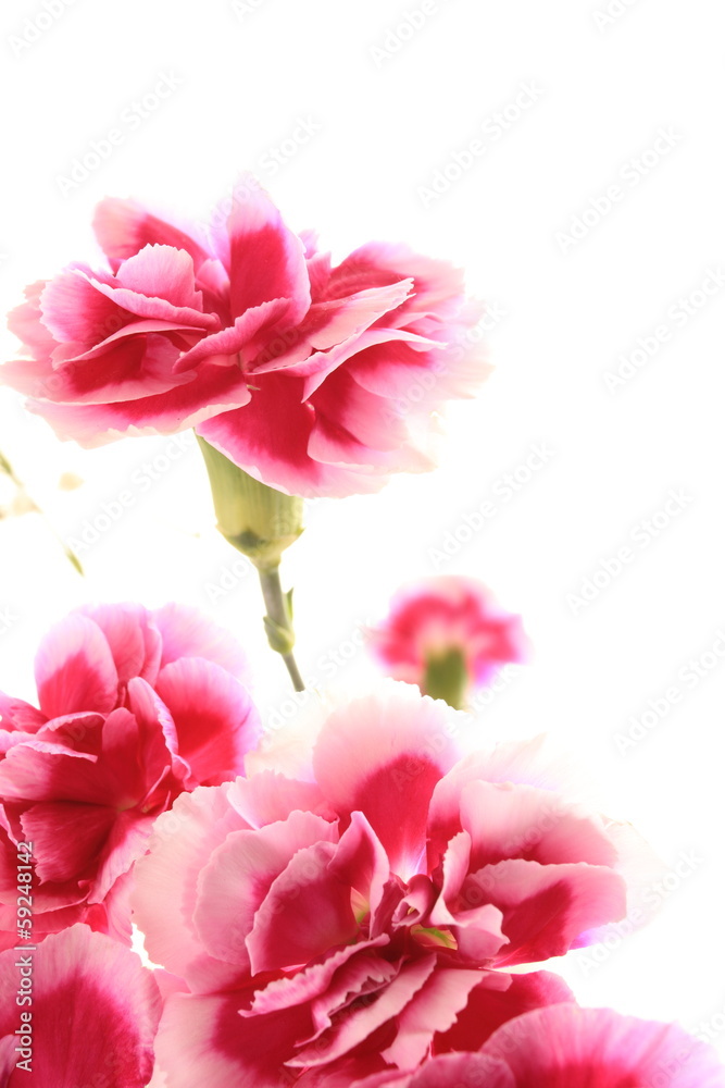 Pink and white bicolor carnation on white background 