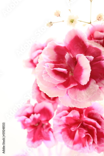 Fototapeta Naklejka Na Ścianę i Meble -  Pink and white bicolor carnation on white background 