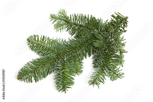 Bare green plucked christmas twig over white background