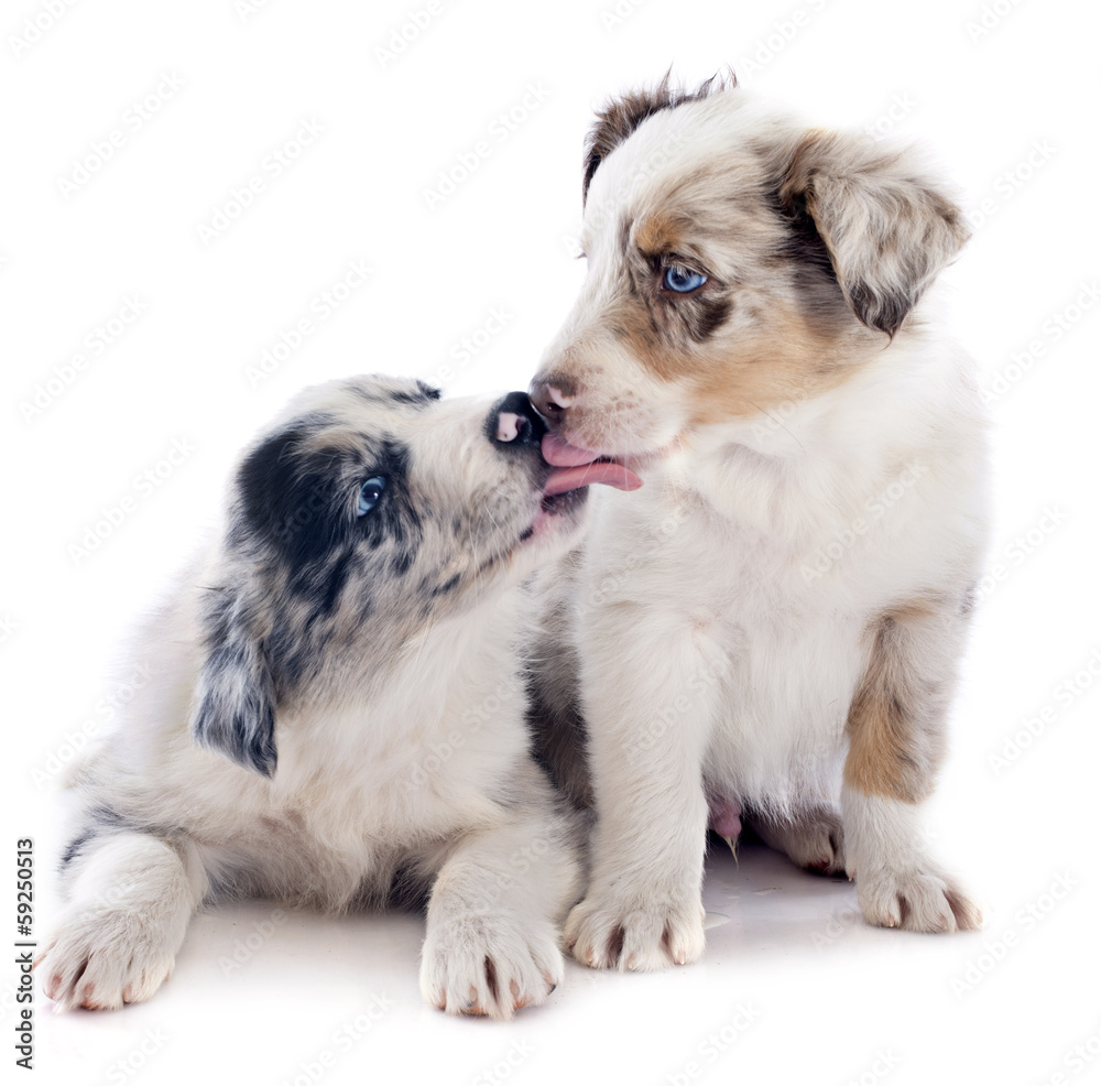 puppy border collie puppy border collie