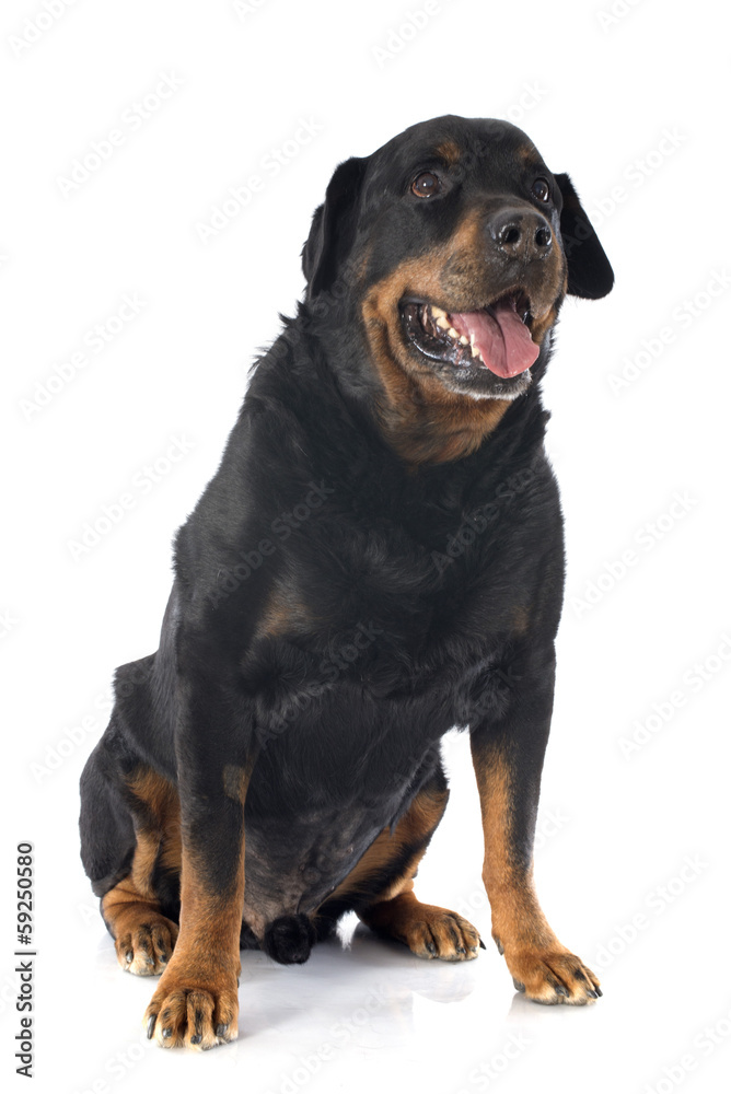 senior rottweiler